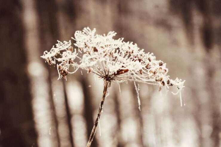 Entschleunigen im Januar: Warum ein langsamer Start ins Jahr so heilsam ist